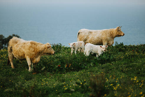 Photo of a picturesque landscape with cattle grazing on a verdant hilltop - ADSF49100