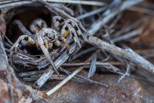 From above closeup of dangerous robust agile wolf spider with good eyesight crawling on body colored sticks in habitat hole of earth in sunny daylight - ADSF49102