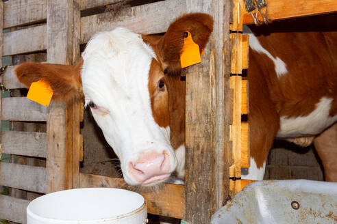 Brown and white cow with orange earmark standing in fenced stall in farm while looking at camera - ADSF49110