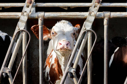 Brown and white cow standing in fenced stall in farm while eating hay in daylight - ADSF49112