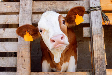 Braun-weiße Kuh mit orangefarbener Ohrmarke, die in einem eingezäunten Stall auf einem Bauernhof steht und bei Tageslicht in die Kamera schaut - ADSF49115