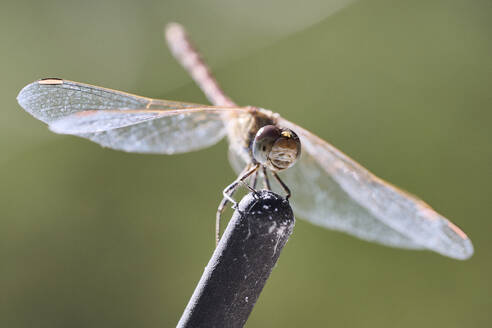 A close-up view of a dragonfly perched on a dark tip, showcasing its transparent wings and detailed facial features against a soft green background - ADSF49132