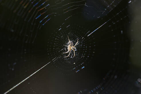 Spider sitting at the center of its woven web, catching the glint of sunlight against a dark background - ADSF49133