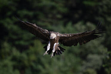 Wild griffon vulture with brown and white feathers and huge wings flying in natural habitat on sunny day - ADSF49134