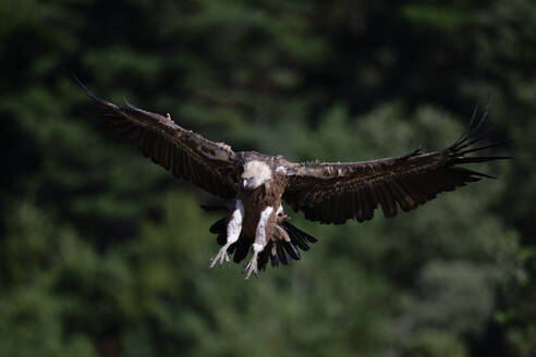 Wild griffon vulture with brown and white feathers and huge wings flying in natural habitat on sunny day - ADSF49134