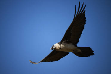 Side view of big wild black and white osprey flying through blue cloudless sky while hunting - ADSF49137