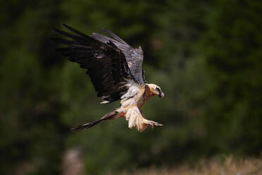 Soft focus of black and white osprey with large wings landing on ground against blurred background in wild nature in daylight - ADSF49138