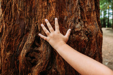 Nahaufnahme der Hand eines kleinen Mädchens, die einen alten Baumstamm in den Redwoods von Monte Cabezon berührt, während des Tages - ADSF49140