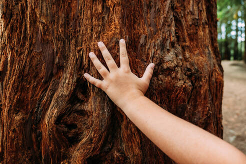 Nahaufnahme der Hand eines kleinen Mädchens, die einen alten Baumstamm in den Redwoods von Monte Cabezon berührt, während des Tages - ADSF49140