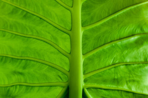 Close-up of a vibrant green leaf showcasing its intricate vein patterns and the play of light and shadow - ADSF49162