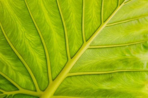 Close-up of a vibrant green leaf showcasing its intricate vein patterns and the play of light and shadow - ADSF49163