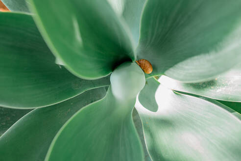 Close-up view of a snail resting on the smooth surface of a succulent plant's green leaf - ADSF49164