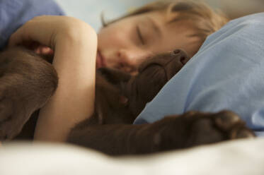 Boy sleeping in bed with a chocolate labrador puppy - FSIF06683