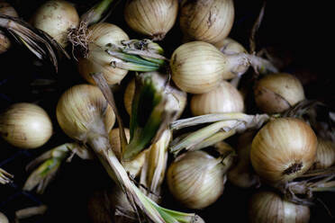 White onions on black background - FSIF06685