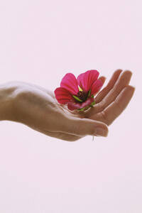 Woman's Hand Holding Pink Flower - FSIF06690