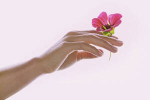 Woman's Hand Holding Pink Flower - FSIF06691