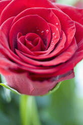 Close up of Red rose - FSIF06739