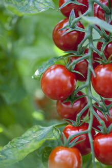 Close up of tomatoes on the vine - FSIF06740