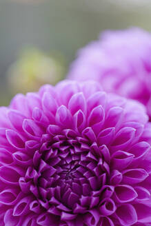 Close up of Bright pink dahlia - FSIF06742