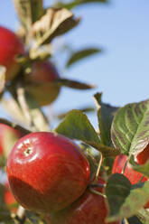 Close up of a bunch of red apples - FSIF06745