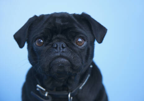 Close up of a black pug - FSIF06746