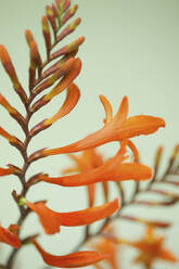 Close up of Orange Crocosmia in bloom - FSIF06747