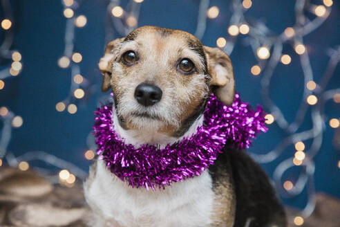 Dog Wearing Christmas Tinsel - FSIF06749