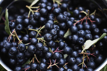 Close up freshly harvested, juicy black chokeberries - FSIF06799