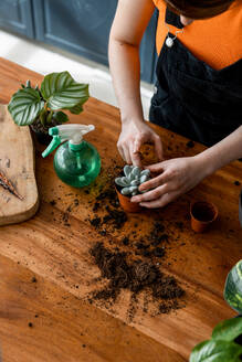 Top view of anonymous person while stuffing organic soil with finger in pot of green cactus on wooden desk with sprinkle bottle during home gardening - ADSF49292