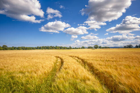 UK, Scotland, Tire tracks stretching across vast barley (Hordeum vulgare) field in summer - SMAF02661