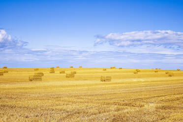 UK, Scotland, Hay bales in harvested field - SMAF02662