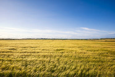 UK, Scotland, Vast barley (Hordeum vulgare) field in summer - SMAF02663