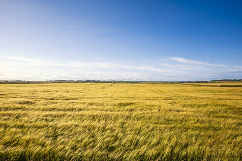 UK, Scotland, Vast barley (Hordeum vulgare) field in summer - SMAF02663