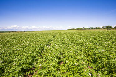 UK, Schottland, Kartoffelanbau auf einem großen Sommerfeld - SMAF02665