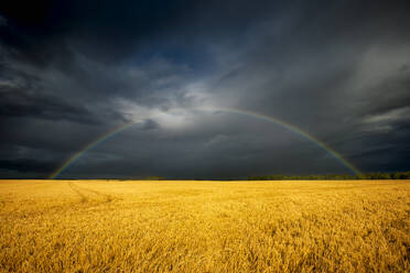 Vereinigtes Königreich, Schottland, Regenbogen, der sich vor dunklen Gewitterwolken über einem großen Gerstenfeld (Hordeum vulgare) wölbt - SMAF02666