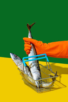 Side view of crop anonymous person in orange glove placing fish in basket placed on yellow surface against green wall - ADSF49430