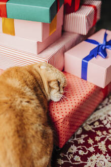 Katze lehnt Kopf auf Weihnachtsgeschenke zu Hause - VSNF01486