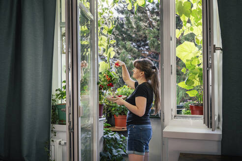 Reife Frau pflückt Gurken aus dem Gemüsegarten auf dem Balkon - TILF00015