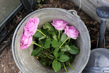 Rosa frisch gepflückte Rosen im Eimer - GISF00994