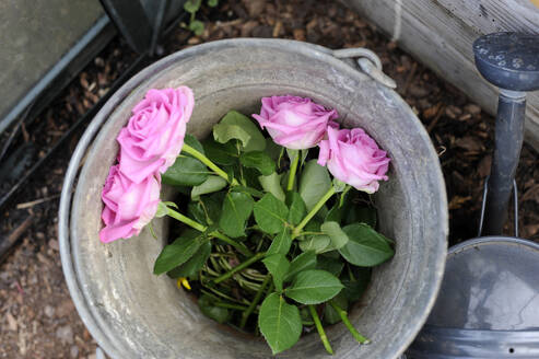 Pink freshly picked roses in bucket - GISF00994