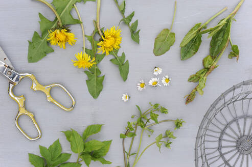 Frühlingsblumen und -kräuter flach auf weißem Untergrund - GISF00995