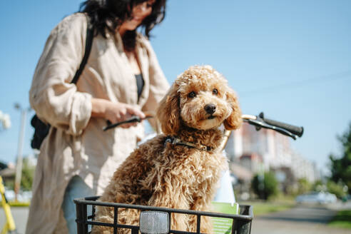 Woman with poodle dog sitting in bicycle basket - MDOF01679