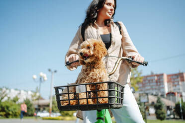 Lächelnde Frau mit Pudelhund im Fahrradkorb an einem sonnigen Tag - MDOF01681