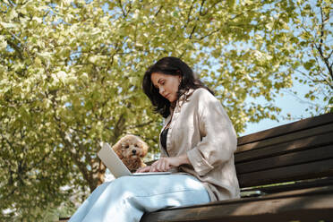 Freiberufler mit Laptop und Pudelhund auf einer Parkbank unter einem Baum - MDOF01683