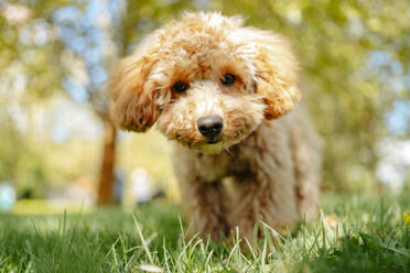 Brown poodle dog on grass in park - MDOF01697