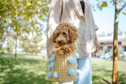 Frau mit Weidenkorb und Pudelhund im Herbstpark - MDOF01703