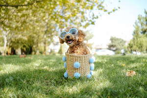 Poodle dog wearing sunglasses and sitting in wicker basket on grass at autumn park - MDOF01706