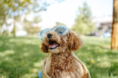 Niedlicher Pudelhund mit Sonnenbrille im Park - MDOF01707