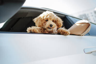 Brown poodle dog looking down from car window - MDOF01712