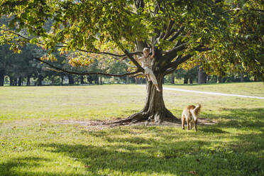 Boy sitting on tree branch at park - NDEF01404